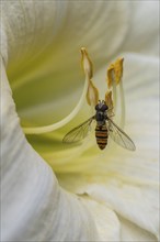 Hoverfly (Syrphus balteatus) on daylily (Hemerocallis), Emsland, Lower Saxony, Germany, Europe