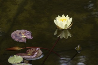 Water lily (Nymphaea), Emsland, Lower Saxony, Germany, Europe