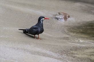 Inca Tern (Larosterna inca), Walsrode Bird Park, Lower Saxony, Germany, Europe