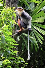 Red-shanked monkey (Pygathrix nemaeus), adult, on tree