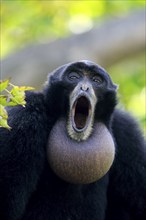 Siamang (Symphalangus syndactylus), adult calling Portrait, Southeast Asia