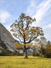 Maple tree with autumn leaves, autumn landscape in Rißtal, Großer Ahornboden, Engalpe, Eng,