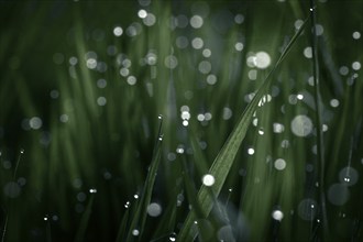 Blades of grass in detail with dewdrops, Mindelheim, Bavaria, Germany, Europe