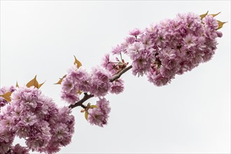 Japanese flowering cherry (Prunus serrulata Kanzan), Emsland, Lower Saxony, Germany, Europe