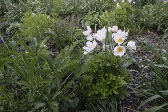 Snowdrop anemone (Anemone sylvestris), Thuringia, Germany, Europe