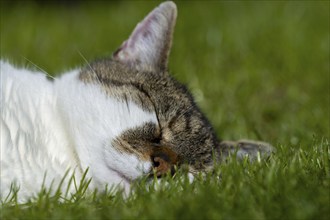 Snoozing and contented domestic cat (Felis catus), Blaustein, Baden-Württemberg, Germany, Europe