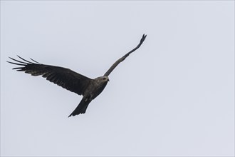 Black kite (Milvus migrans), flying, Baden-Württemberg, Germany, Europe