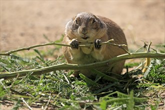 Black-tailed prairie dog (Cynomys ludovicianus), adult, feeding, foraging, Sonoran Desert, Arizona,