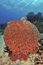 Red giant barrel sponge (Xestospongia muta) Vase sponge grows in tropical coral reef, Pacific,