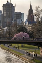 Main riverbank in Frankfurt, spring, Ignatz-Bubis-Bridge, Hesse, Germany, Europe