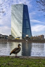 Building of the European Central Bank, ECB, on the Main in Frankfurt, Hesse, Germany, Europe