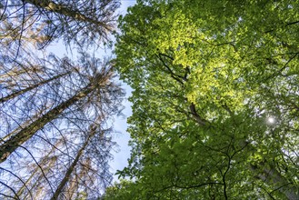 Dead spruce trees, tree mortality caused by the bark beetle, intact deciduous trees, in the Eifel