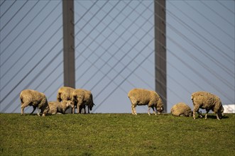 Flock of sheep on a Rhine dyke near Rees, Rhine bridge Rees, B67, Lower Rhine, Germany, Europe