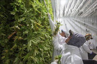 Paw Paw, Michigan, Migrant farmworkers at Grasshopper Farms hang the newly-harvested cannabis on