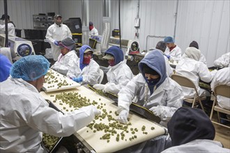 Paw Paw, Michigan, Migrant farmworkers at Grasshopper Farms trim the buds of the newly-harvested