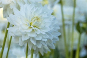 Dahlia (Dahlia), Münsterland, North Rhine-Westphalia, Germany, Europe