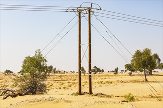 Electricity pylon and green trees in a sandy plain of the Rub al Khali desert, Dhofar province,