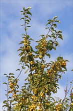 Apple tree, crab apple (Malus sylvestris), Strucklahnungshörn, Nordstrand, Nordfriesland,