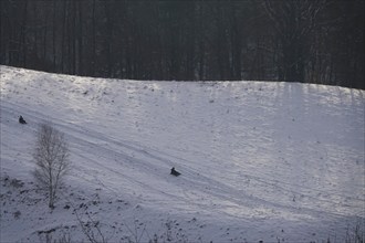 Sledging, Winter, Germany, Europe