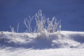 Wintertime, snow crystals, Saxony, Germany, Europe