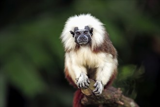 Liszt's monkey (Saguinus oedipus), adult, on tree, South America