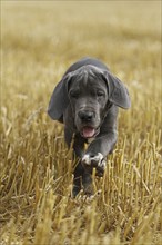 Great Dane