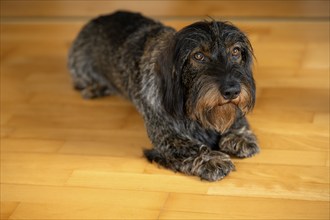 Rough-haired dachshund, male, 3 years, lying on parquet floor, Stuttgart, Baden-Württemberg,