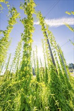 Tall rows of green plants growing into the blue sky, flooded with sunlight, Hopfengarten, Hochdorf,