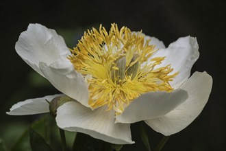 Peony (Paeonia Claire de Lune), Emsland, Lower Saxony, Germany, Europe