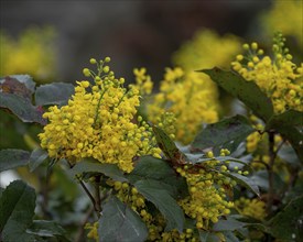 Nature Wild plants, Mahonia, Mahonia aquifolium