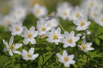 Wood anemone (Anemone nemorosa) white flowers blooming in spring forest