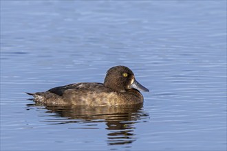 Tufted duck, tufted pochard (Aythya fuligula, Anas fuligula) adult female swimming in lake in