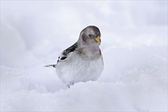 Snow bunting (Plectrophenax nivalis insulae) (Emberiza nivalis) in winter plumage in the snow