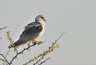 African Pygmy Falcon (Polihierax semitorquatus) perched in thorn-bush, Namibia, Africa