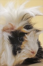 Tri parti-colored rough-coated cavy, guinea pig (Cavia porcellus) portrait