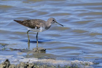 Green sandpiper (Tringa ochropus) foraging for small invertebrates in shallow water along muddy