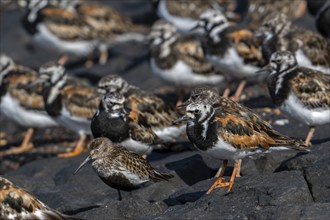 Dunlin (Calidris alpina) adult in breeding plumage resting among flock of ruddy turnstones