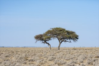 Lone acacia tree in the dry steppe, Etosha National Park, Namibia, Africa