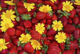 Lively arrangement of fresh strawberries and yellow flowers, natural blaze of colour, market,