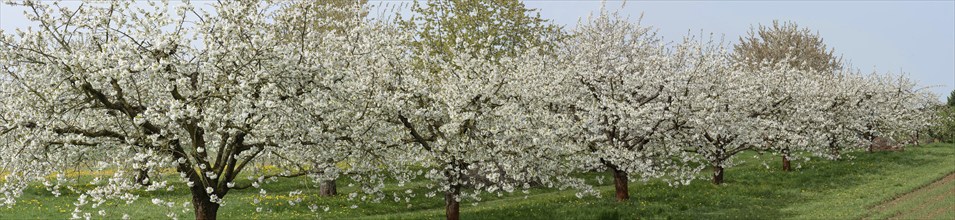 Flowering cherry trees (Prunus avium), Franconia, Bavaria, Germany, Europe