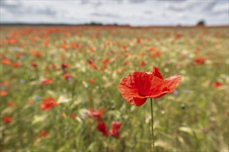 Poppy flower (Papaver rhoeas) in a grain field, Mecklenburg-Western Pomerania, Germany, Europe