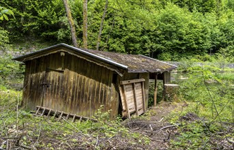 Small pond with dilapidated wooden shed in the water, Bad Reichenhall, Bavaria, Germany, Europe