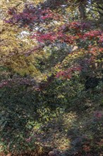 Japanese fan maple (Acer palmatum Trompenburg), autumn foliage, Emsland, Lower Saxony, Germany,