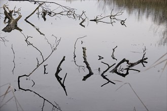 Branches in a lake, Lusatia, Saxony, Germany, Europe