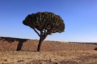 Ruins of the Palace of the Queen of Sheba near Axum, Aksum, Dongur Palace, Euphorbia candelabrum,