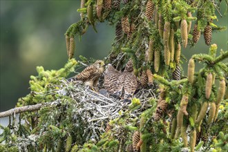 Common kestrel (Falco tinnunculus), female adult bird feeding young birds not yet ready to fly in