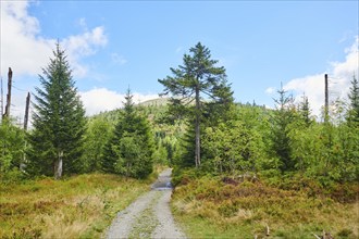 Hiking trail to Mount Lusen in late summer, Bavarian Forest, Bavaria, Germany, Europe