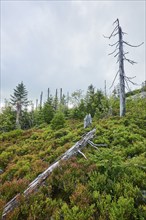 Vegetation with Norway spruce (Picea abies) and colored European blueberry (Vaccinium myrtillus) on