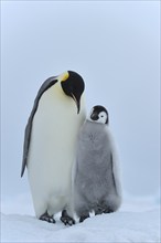 Emperor penguins, Aptenodytes forsteri, with a Chick, Snow Hill Island, Antartic Peninsula,