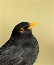 Blackbird (Turdus merula), male, animal portrait, animals, birds, songbird, Siegerland, North